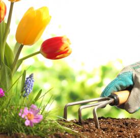 flower garden