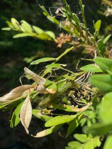 A box tree moth caterpillar recently found in Delaware feeding on a homeowner's boxwood is quickly defoliating the plant. Following all protocols, control measures were followed to eliminate this pest on the premises, but homeowners and nurseries should be on the lookout for this invasive pest.